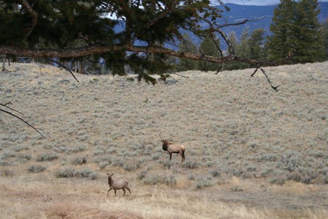 Elk couple